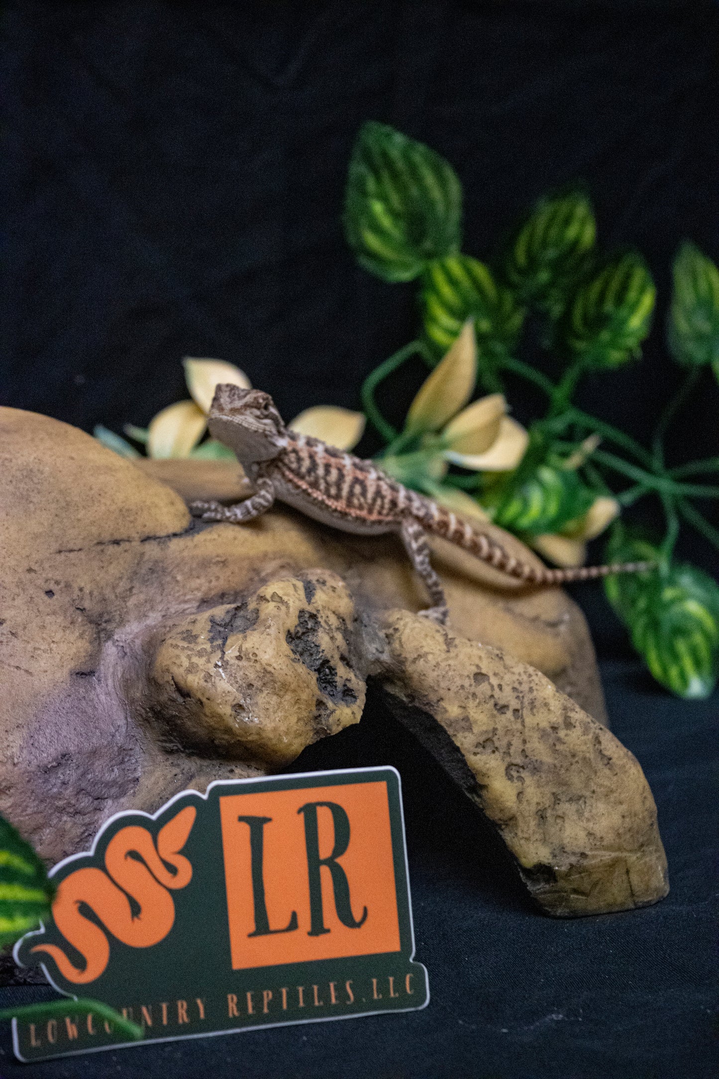 Baby Bearded Dragon