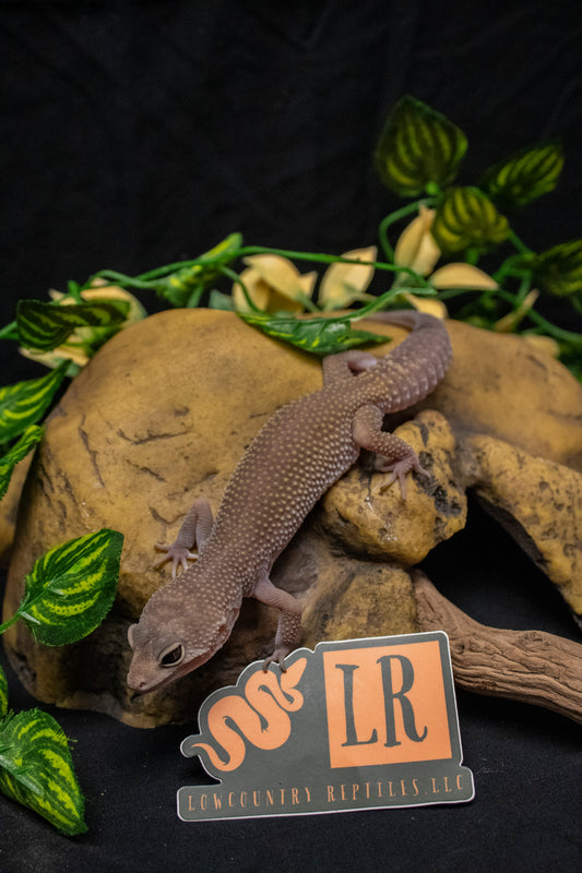 Leopard Gecko - Leucistic - Male