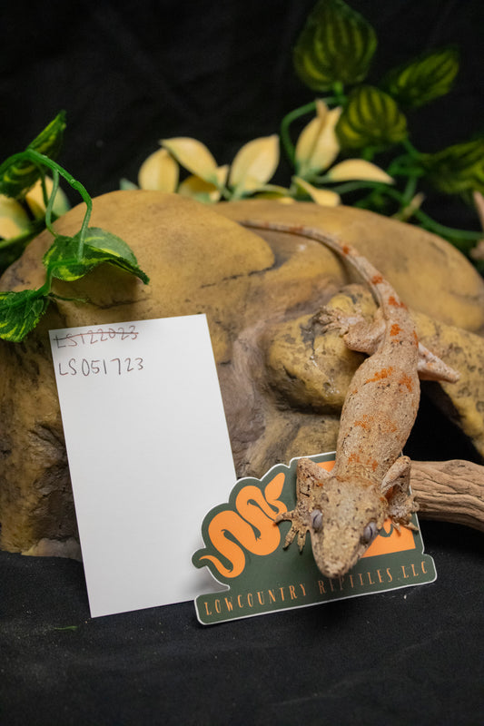 Gargoyle Gecko - Banded Orange Blotch - Male - GG-LS051723