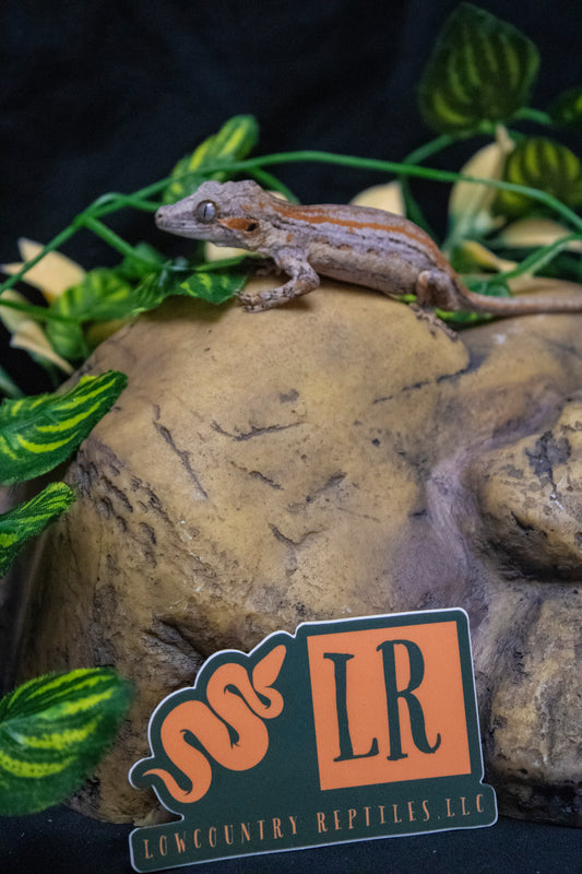 Gargoyle Gecko - Orange Stripe - Male - GG-LS081024