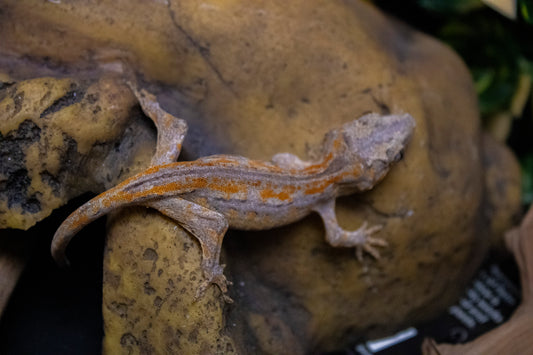 Gargoyle Gecko - Orange Stripe - Female - GG-LS081124