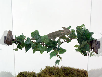 Magnaturals - Jungle Vine Bridge