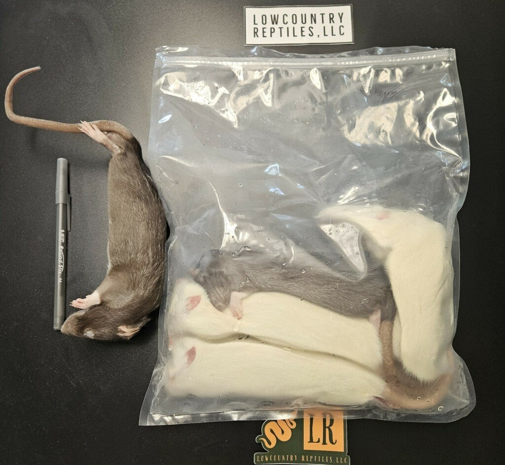 Large Rats