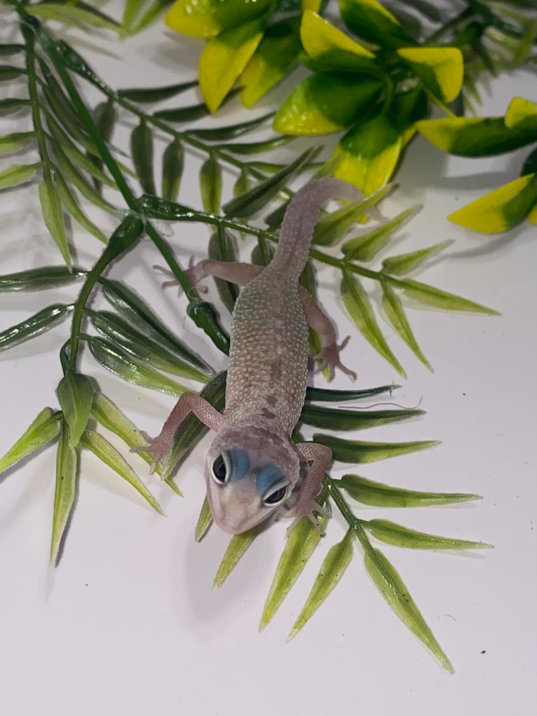 Leopard Gecko - Leucistic - Unsexed