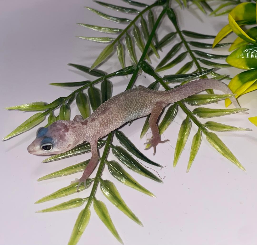 Leopard Gecko - Leucistic - Unsexed