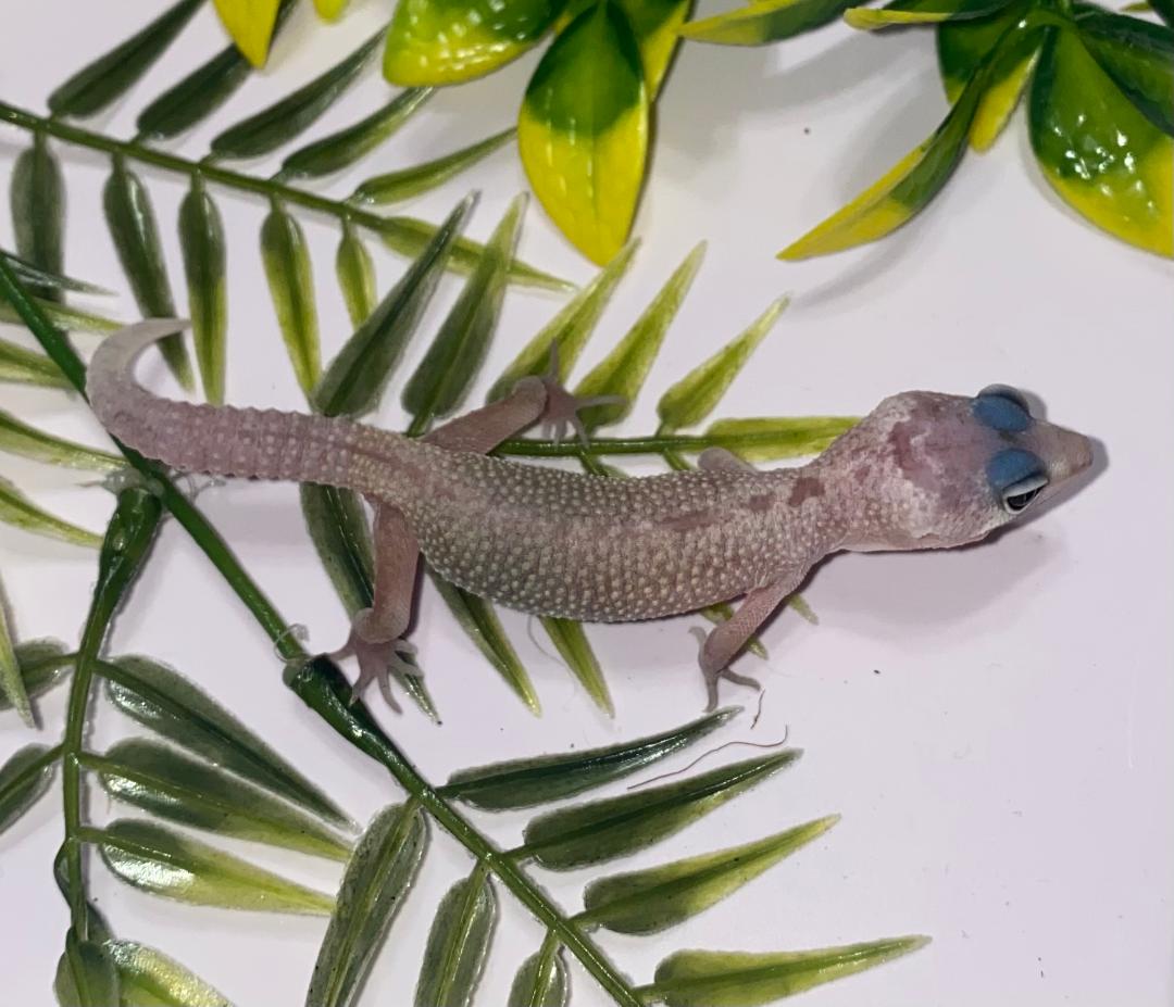 Leopard Gecko - Leucistic - Unsexed