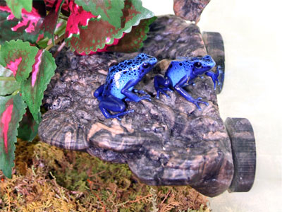 Magnaturals Mushroom Ledge - Small