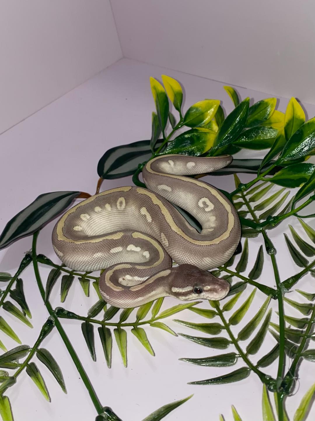 Ball Python - Mystic Potion - Male - MyPo051324-2