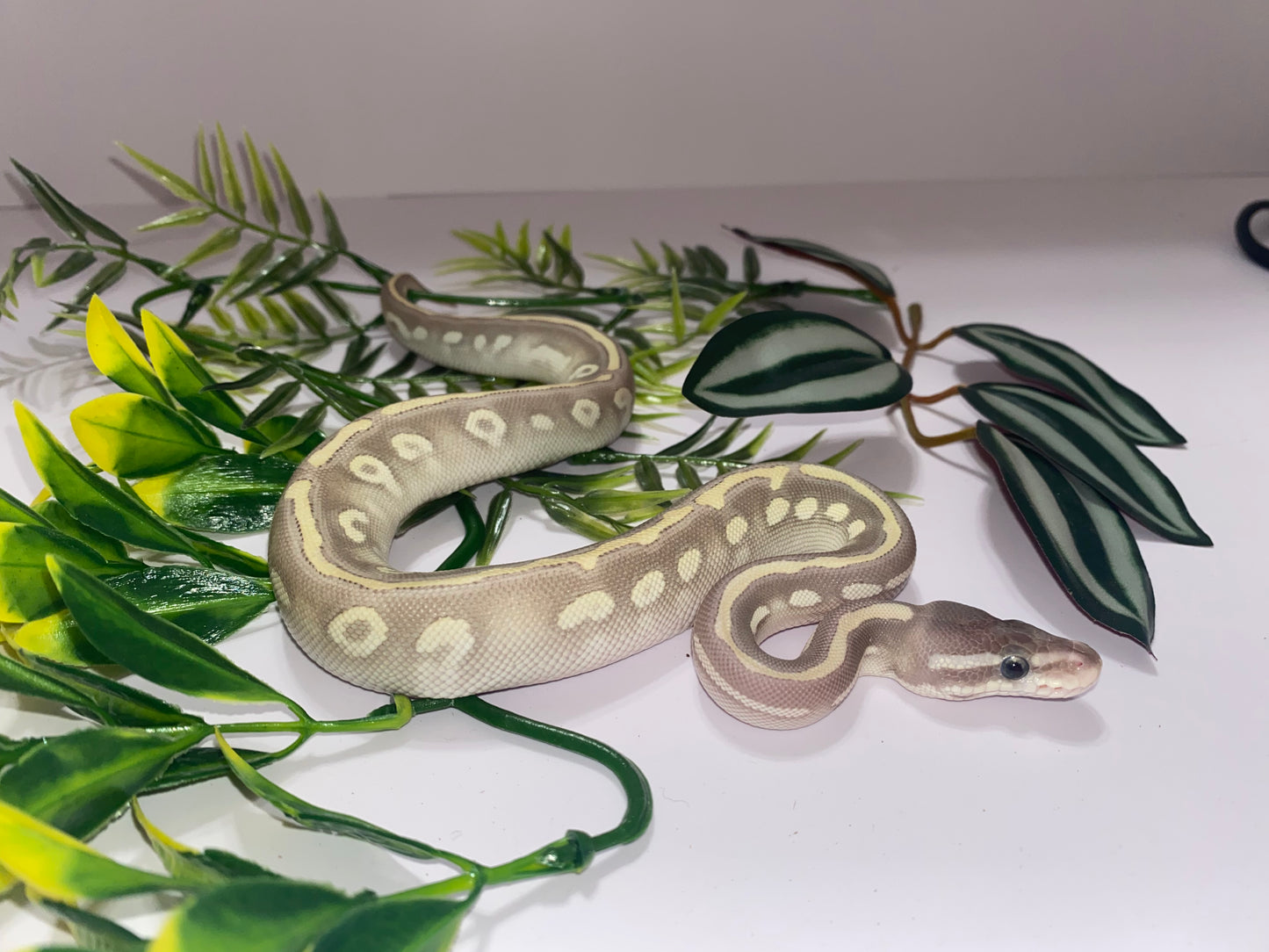 Ball Python - Mystic Potion - Female - MyPo051324-3