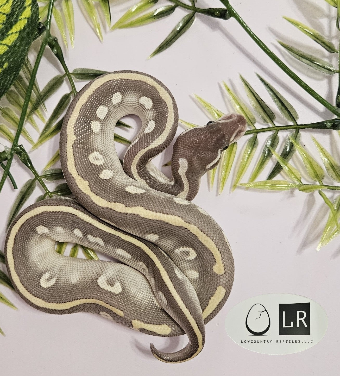 Ball Python - Super Mystic - Male - MyPo051324-1