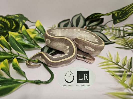 Ball Python - Super Mystic - Male - MyPo051324-1