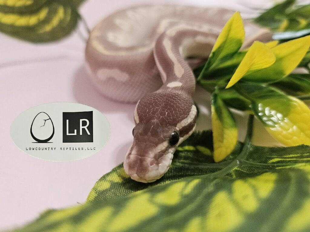 Ball Python - Mystic Potion - Male - MyPo051324-4