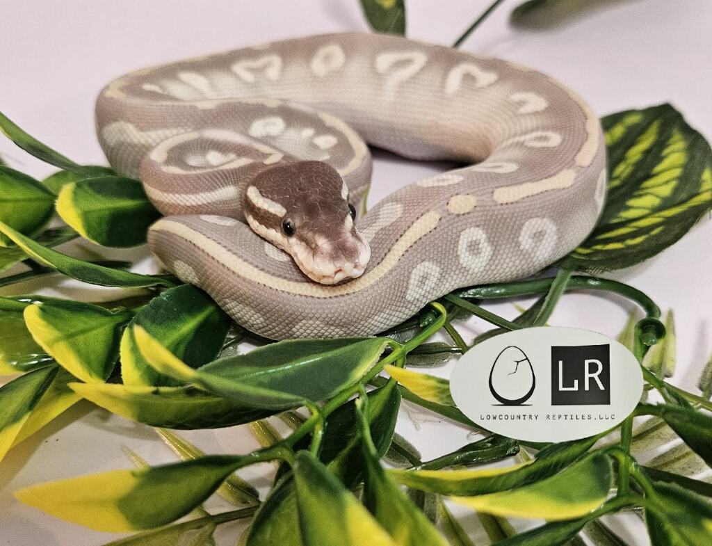 2024 Ball Python – Lowcountry Reptiles