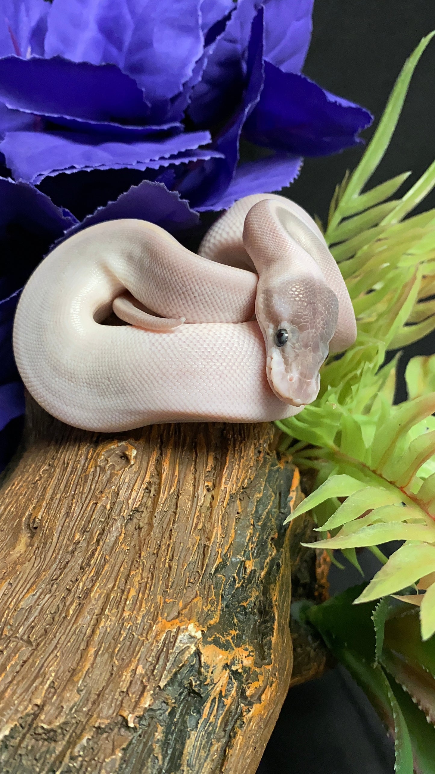 Ball Python - Mystic Potion Pos. Cinn./Ban. - Female