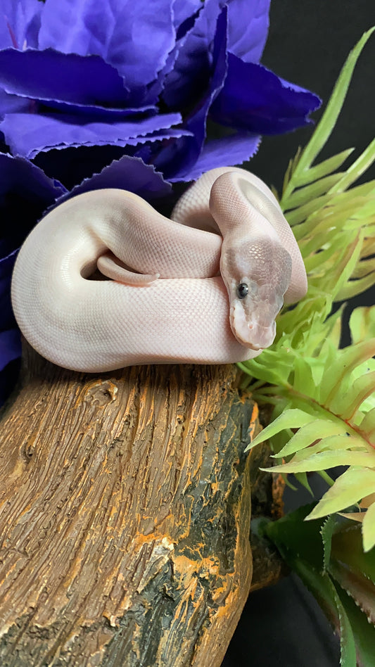 Ball Python - Mystic Potion Pos. Cinn./Ban. - Female