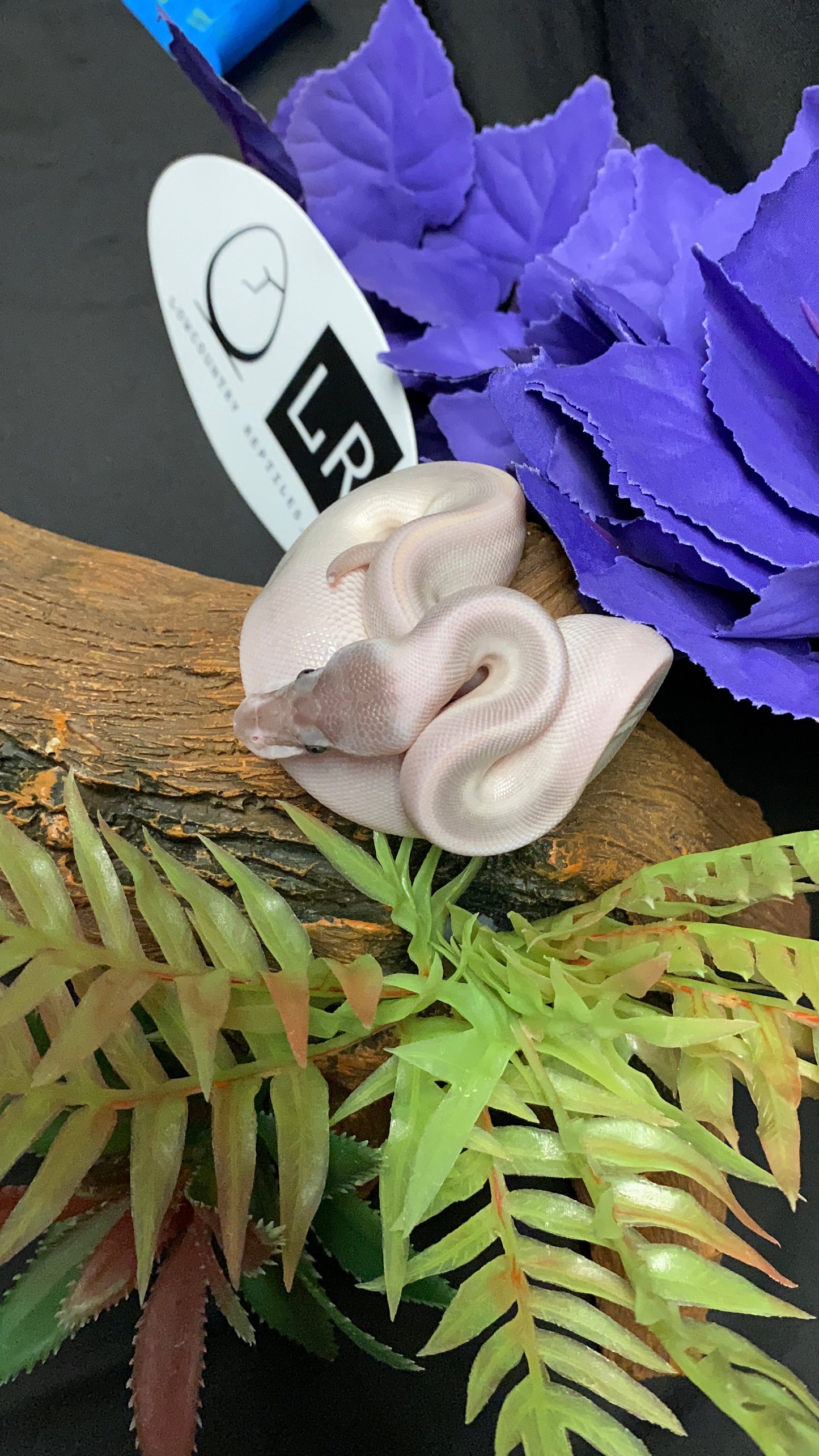 Ball Python - Mystic Potion Pos. Cinn./Ban. - Female