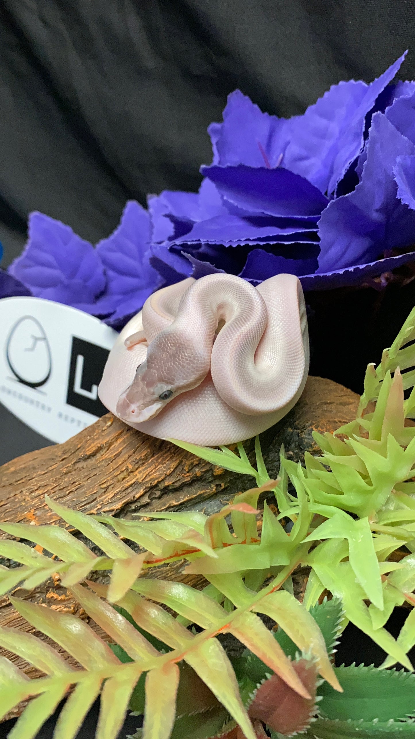 Ball Python - Mystic Potion Pos. Cinn./Ban. - Female