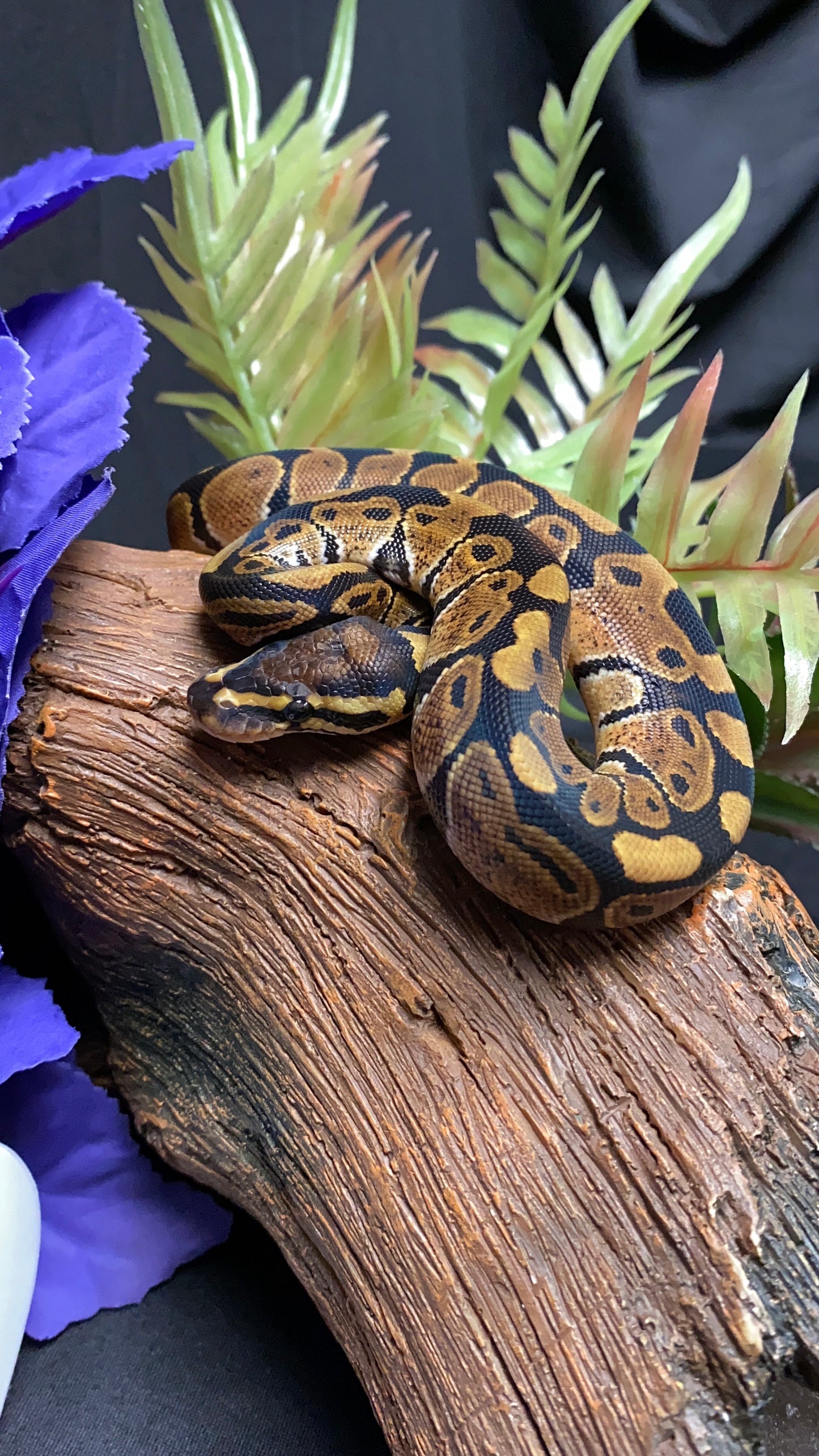 Ball Python - Classic/Normal 100% Het Ultramel - Male