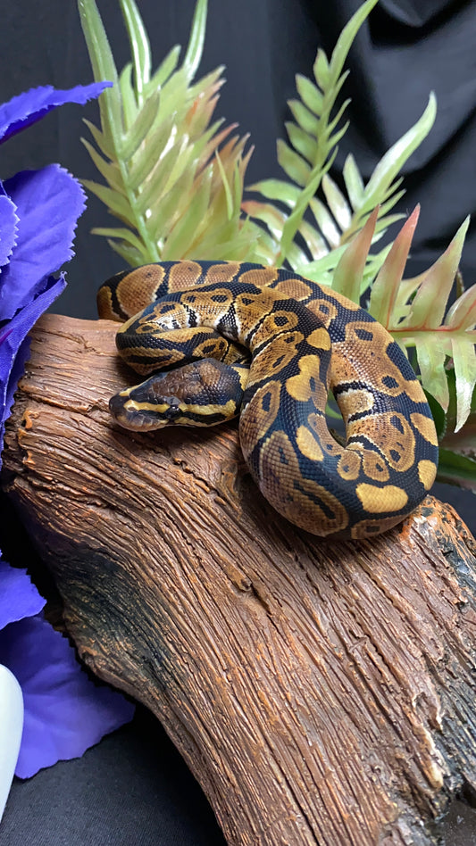 Ball Python - Classic/Normal 100% Het Ultramel - Male