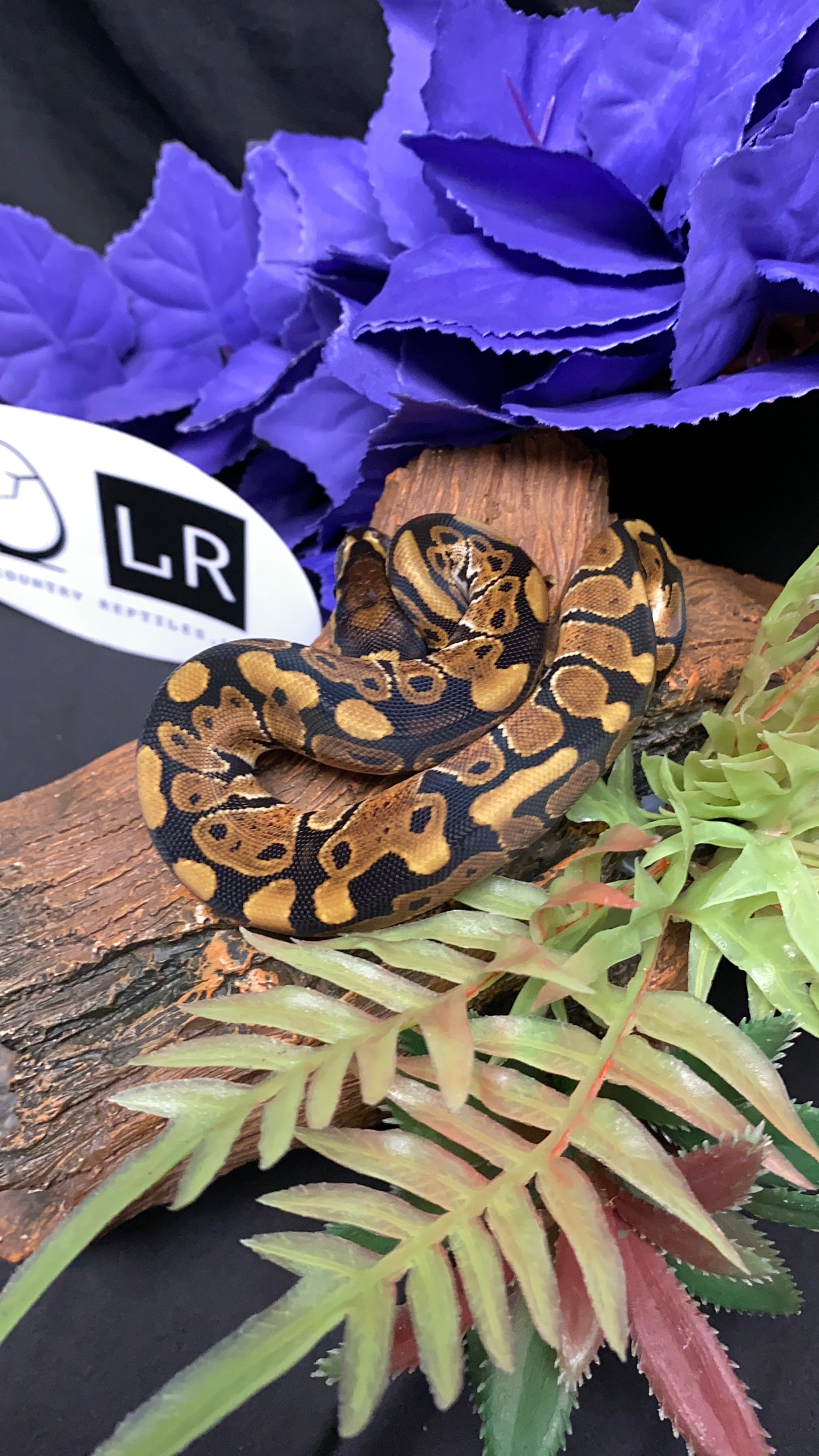 Ball Python - Classic/Normal 100% Het Ultramel - Male