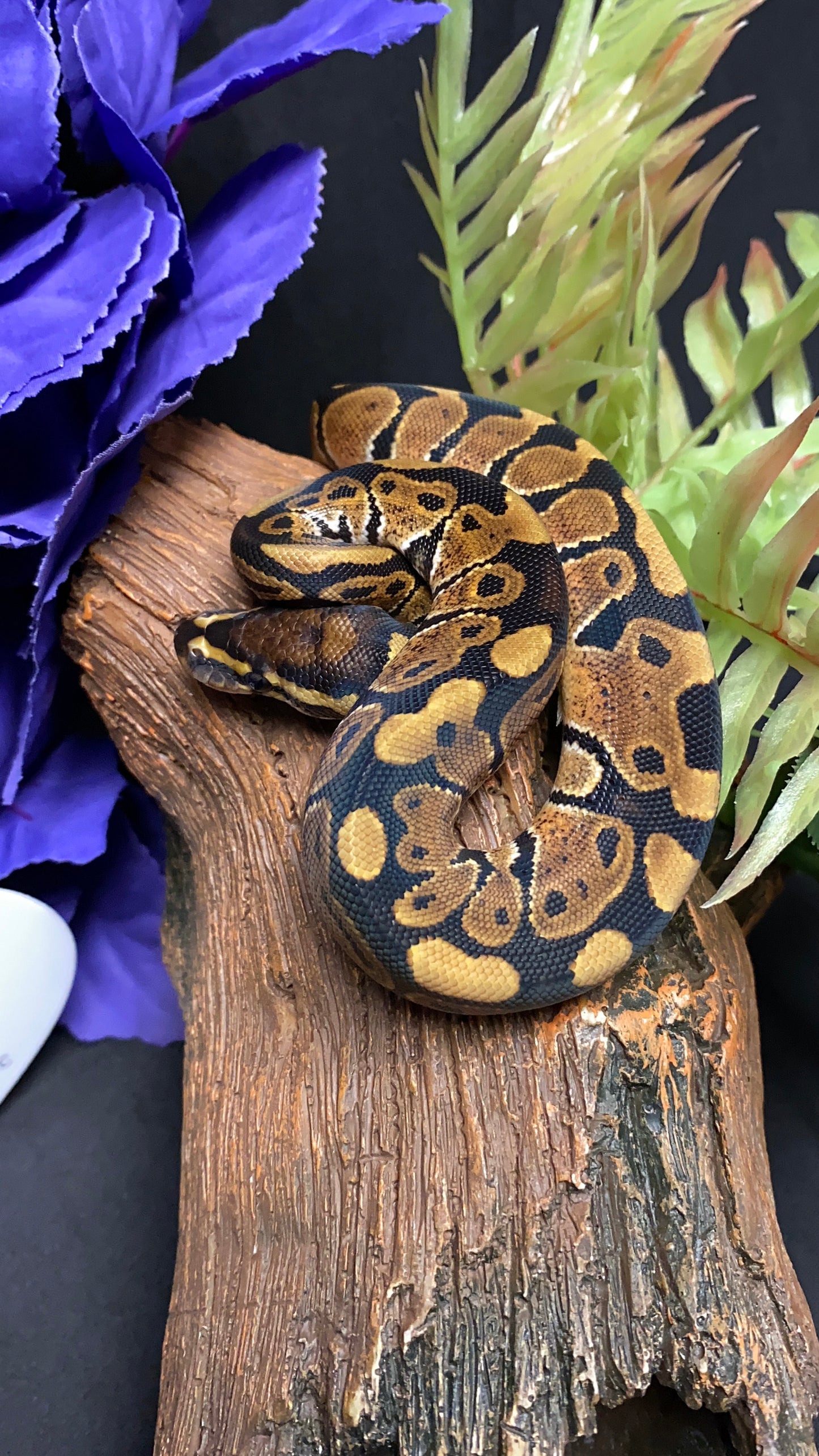 Ball Python - Classic/Normal 100% Het Ultramel - Male