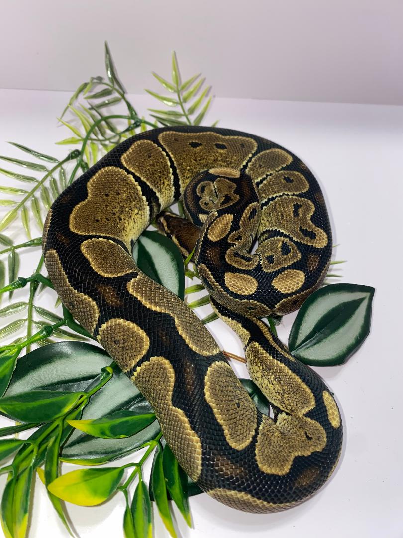 Ball Python - Normal (Wild Type) - Female - NormFem