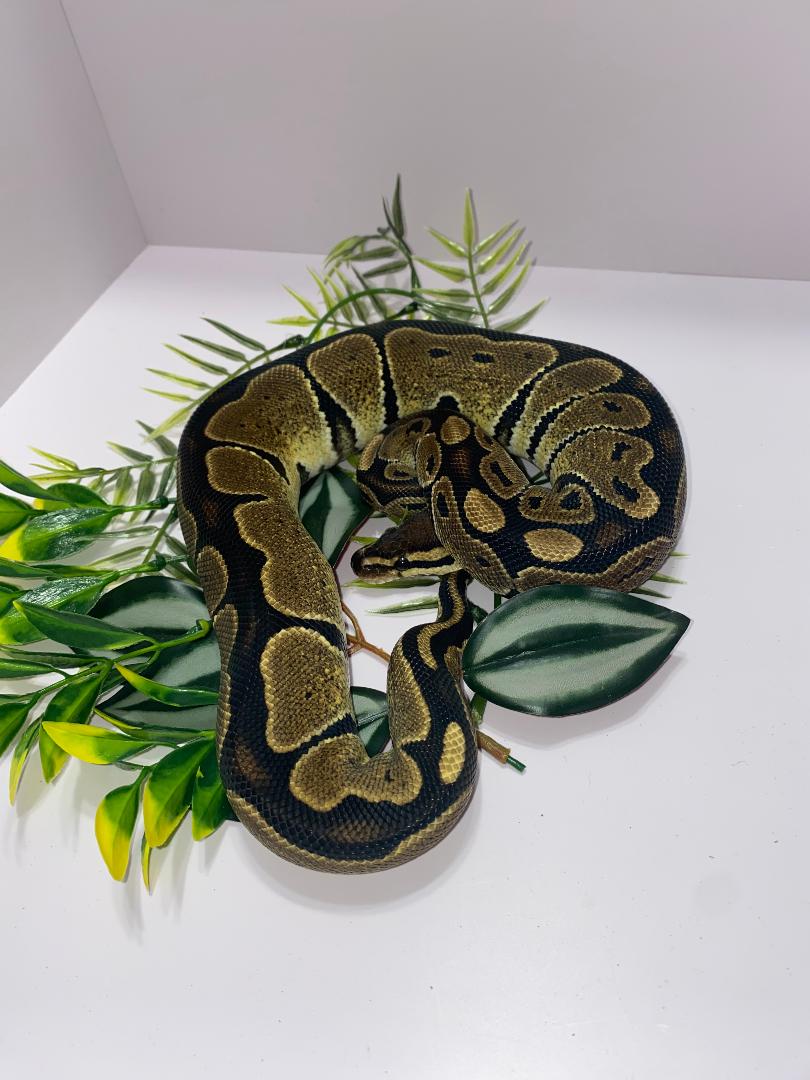 Ball Python - Normal (Wild Type) - Female - NormFem