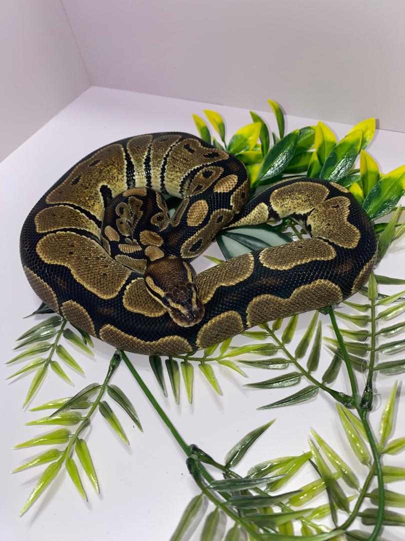 Ball Python - Normal (Wild Type) - Female - NormFem