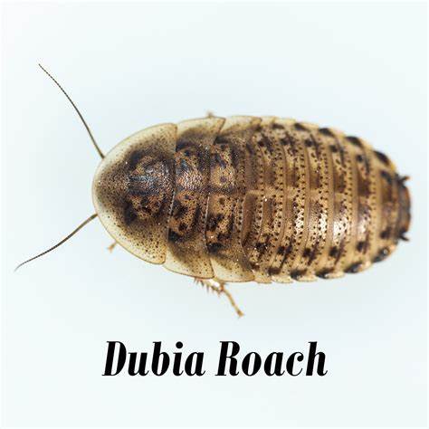 Dubia Roaches