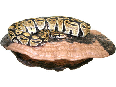 Magnaturals - Mushroom Ledge - Large