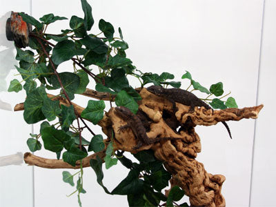 Magnaturals Tropical Vine Cluster