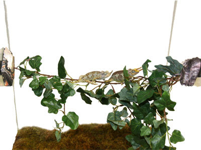 Magnaturals - Jungle Vine Bridge