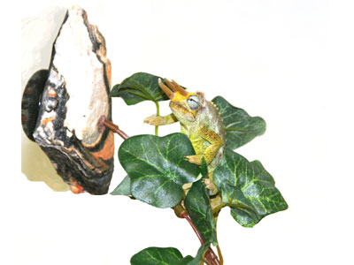 Magnaturals - Jungle Vine Bridge