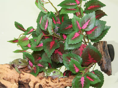 Magnaturals - Hanging Jungle - Small