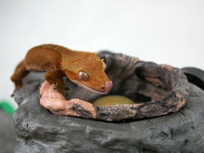 Magnaturals - Feed/Water Ledge