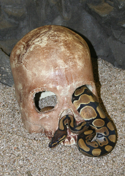 Pet-Tekk Skull Cave
