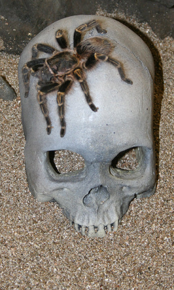 Pet-Tekk Skull Cave