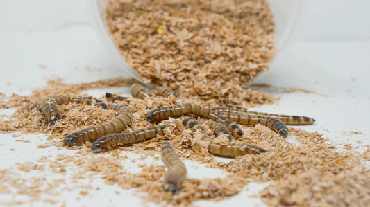 Superworm Sorting Super Worms – Lowcountry Reptiles