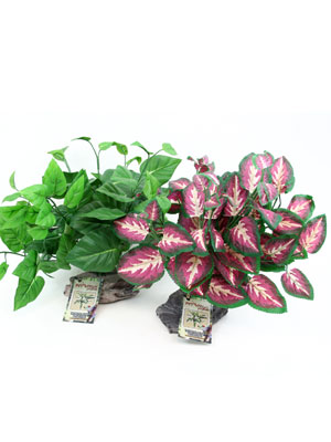 Tropical Plant on Stone