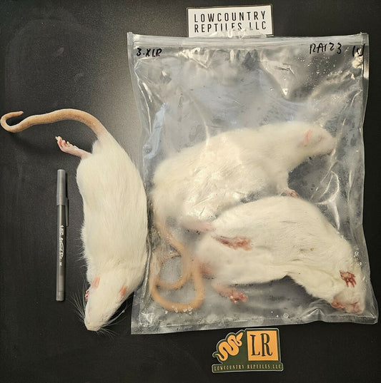 X Large Rats Frozen Rats – Lowcountry Reptiles