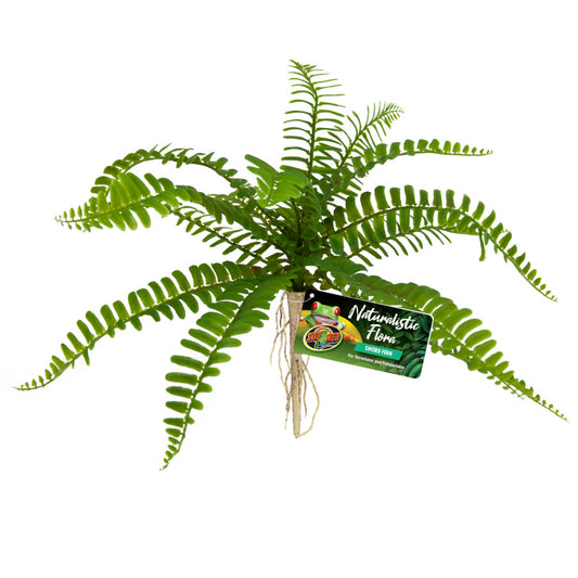 Naturalistic Flora Terrarium Plant - Sword Fern