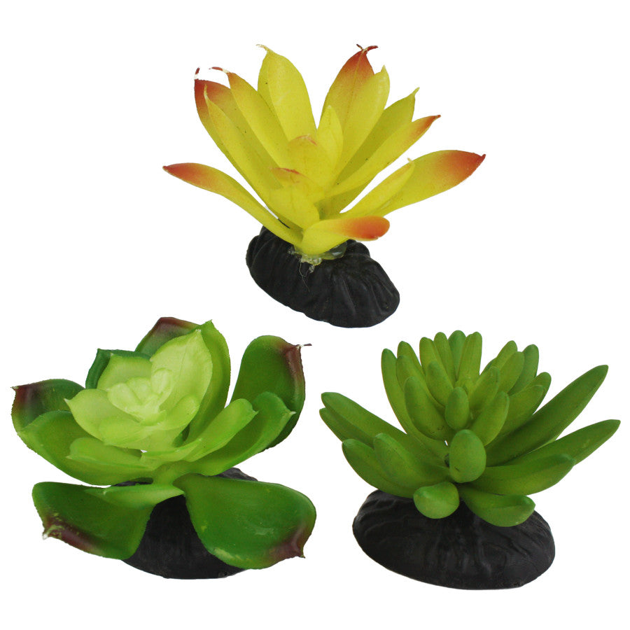 Komodo Succulent - Yellow and Green 3pk.