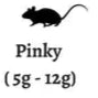 Live Pinky Rats