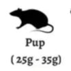 Live Pup Rats