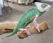 Baby Veiled Chameleons - Ultra White Pied