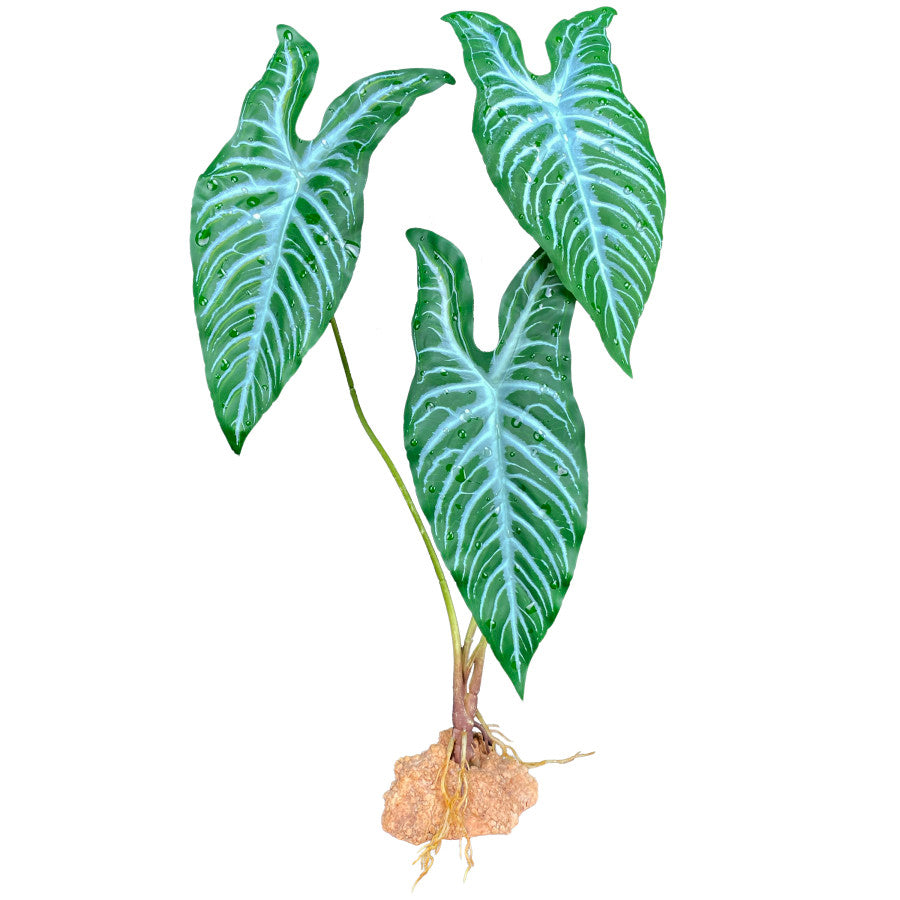Komodo Standing Plant - White Vein 18"