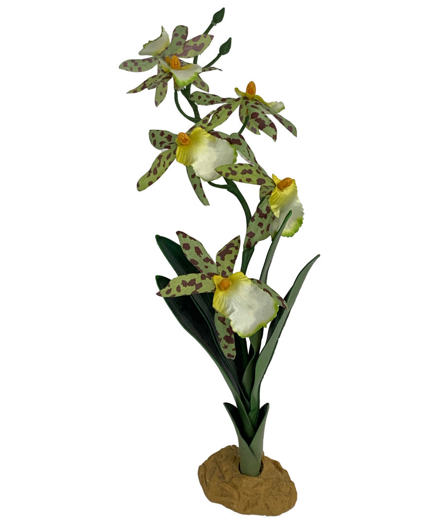 Komodo Standing Plant - Spider Orchid w/Gravel