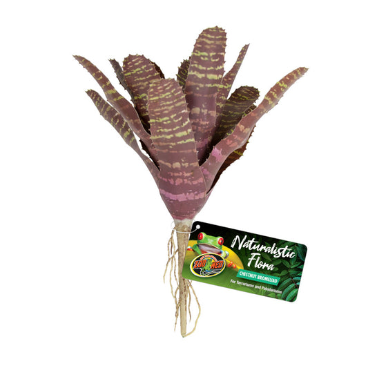 Naturalistic Flora Terrarium Plant - Chestnut Bromeliad