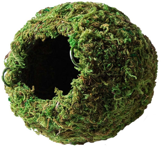 Galapagos Mossy Cave - 6"