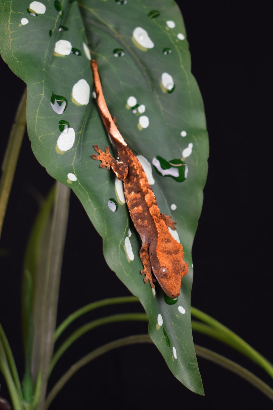 Komodo Standing Plant - Spotted Begonia 18"